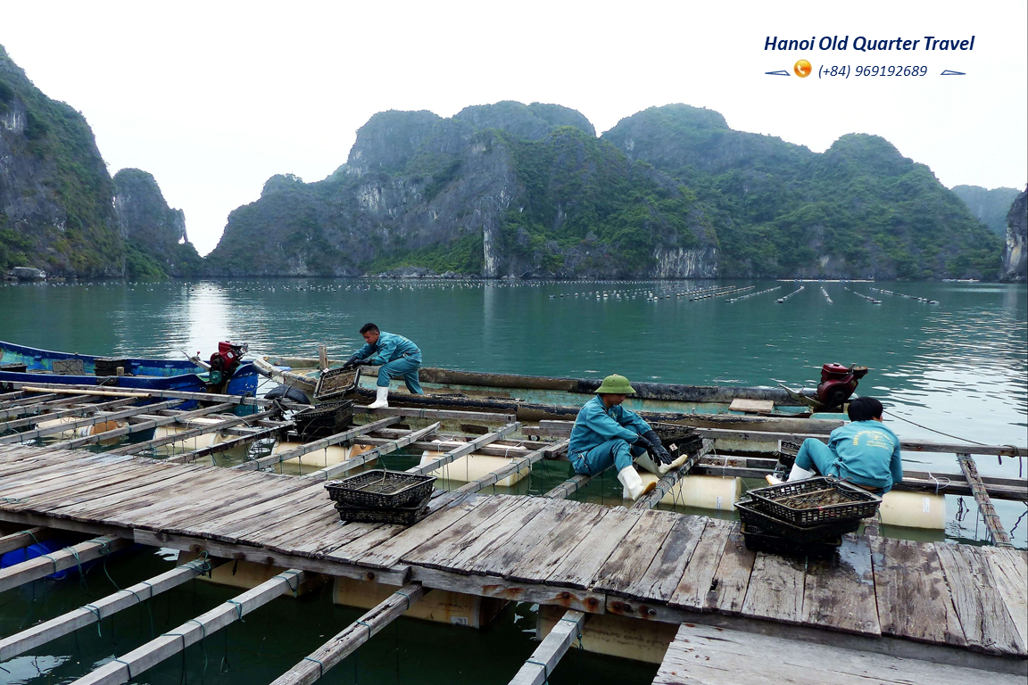 ARCADY BOUTIQUE CRUISES- A 5 STAR CRUISE IN HA LONG BAY