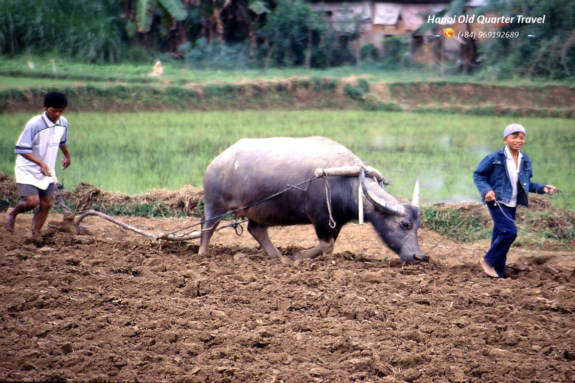 Sapa Tour By Train  2 Days- 1 Night at Homestay